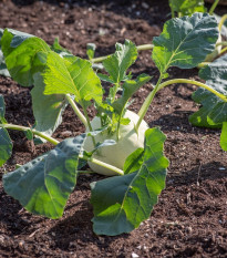 Kedluben raný Kartago - Brassica oleracea - prodej semen - 50 ks