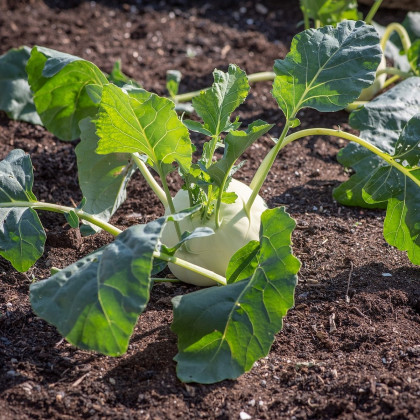 Kedluben raný Kartago F1 - Brassica oleracea - prodej semen - 50 ks