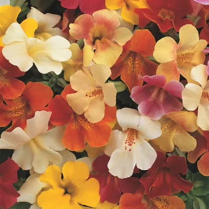 Kejklířka zkřížená Magic Mix F1 - Mimulus hybridus - prodej semen - 20 ks