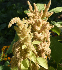 Laskavec Autumn Touch - Amaranthus caudatus - prodej semen - 270 ks