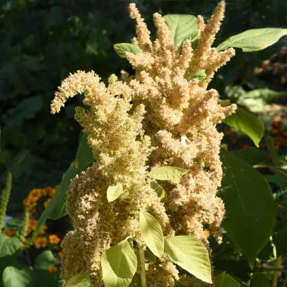 Laskavec Autumn Touch - Amaranthus caudatus - prodej semen - 270 ks