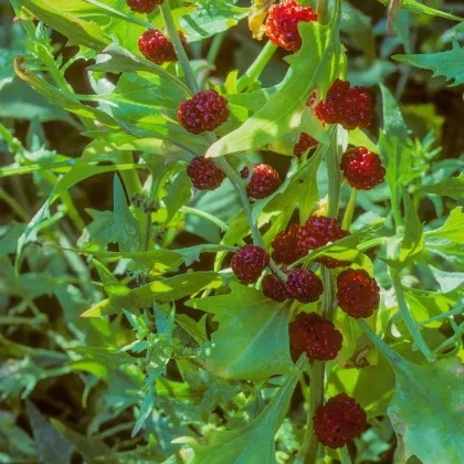 Merlík hlavatý - Chenopodium capitatum - prodej semen - 200 ks