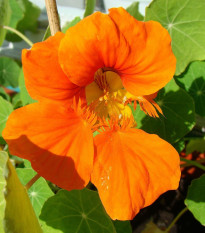 BIO Lichořeřišnice Nasturtium - Kapucínka - Tropaeolum majus odor. - prodej bio semen - 10 ks