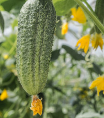 Okurka nakládačka Ornello F1 - Cucumis sativus - prodej semen - 30 ks