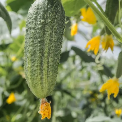 Okurka nakládačka Ornello F1 - Cucumis sativus - prodej semen - 30 ks