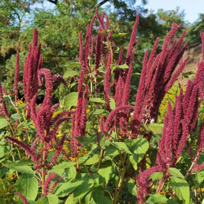 Laskavec krvavý - Amaranthus cruentus - prodej semen - 270 ks