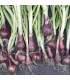 BIO Cibule Red baron - Allium cepa - prodej bio semen - 100 ks