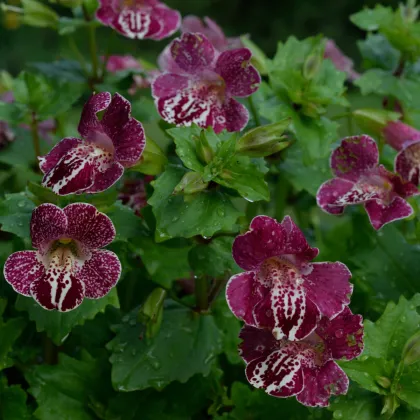 Kejklířka tečkovaná White Flame - Mimulus - prodej semen - 20 ks