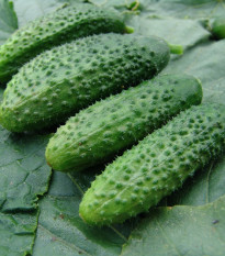 Okurka nakládačka Zuzana F1 - Cucumis sativus - prodej semen - 30 ks