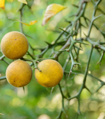 Citronečník trojlistý- Trifoliáta- Poncirus trifoliata- semena citronečníku