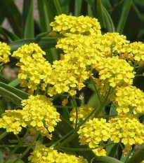 Tařice Gold dust - Alyssum saxatile - prodej semen - 150 ks