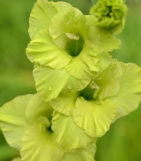 Gladiol Green Star - Gladiolus communis - prodej cibulovin - 3 ks