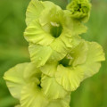 Gladiol Green Star - Gladiolus communis - prodej cibulovin - 3 ks