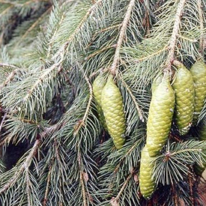Smrk himalájský - Picea smithiana - prodej semen - 8 ks