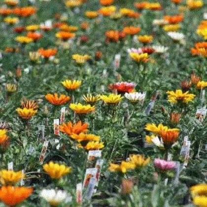 Gazánie směs barev - Gazania rigens - prodej semen - 50 ks