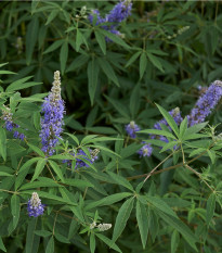 Drmek obecný - Mnišský pepř - Vitex agnus-castus - prodej semen - 9 ks