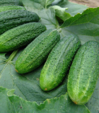 Okurka partenokarpická Partner - Cucumis sativus - prodej semen - 50 ks