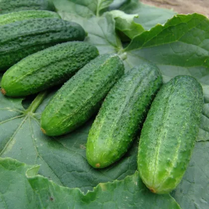 Okurka partenokarpická Partner - Cucumis sativus - prodej semen - 50 ks