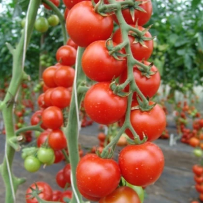 Rajče Spencer - Solanum lycopersicum - prodej semen - 20 ks