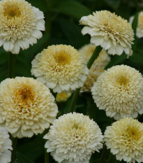 Ostálka Zinderella White - Zinnia elegans - prodej semen - 20 ks