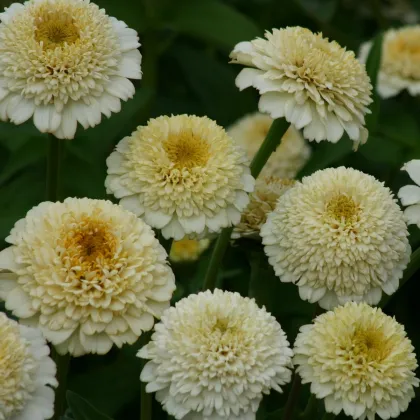 Ostálka Zinderella White - Zinnia elegans - prodej semen - 20 ks