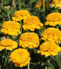 Ostálka Zinderella Yellow - Zinnia elegans - prodej semen - 20 ks