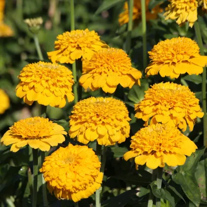 Ostálka Zinderella Yellow - Zinnia elegans - prodej semen - 20 ks