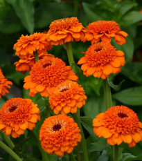 Ostálka Zinderella Orange - Zinnia elegans - prodej semen - 20 ks