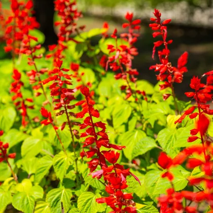 Šalvěj šarlatová Lady in Red - Salvia coccinea - prodej semen - 10 ks