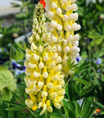 Lupina žlutá - Lupinus polyphyllus - prodej prostokořenných sazenic - 1 ks