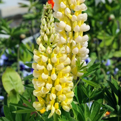 Lupina žlutá - Lupinus polyphyllus - prodej prostokořenných sazenic - 1 ks