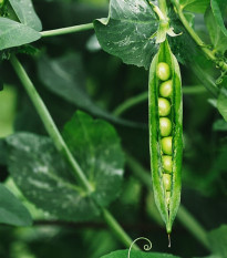 BIO hrách dřeňový Malý Rheinland - Pisum sativa - prodej bio semen - 45 ks