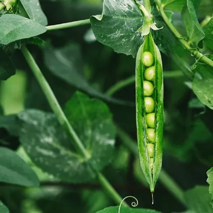 BIO hrách dřeňový Malý Rheinland - Pisum sativa - prodej bio semen - 45 ks