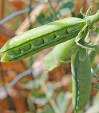 Hrách cukrový Heraut - Pisum sativum - prodej semen - 45 ks