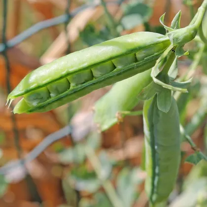 Hrách cukrový Heraut - Pisum sativum - prodej semen - 45 ks