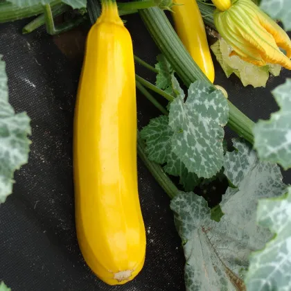 Cuketa Tykev Goldena - Cucurbita pepo - prodej semen - 12 ks