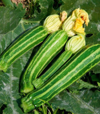 BIO Cuketa Green Tiger F1 - Cucurbita pepo - prodej bio semen - 5 ks