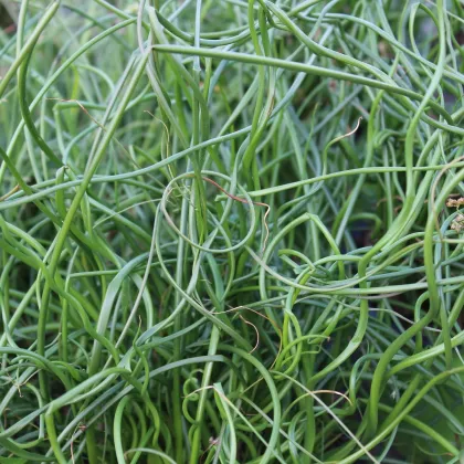 Sítina rozkladitá Spiralis - Juncus effusus - prodej semen - 20 ks