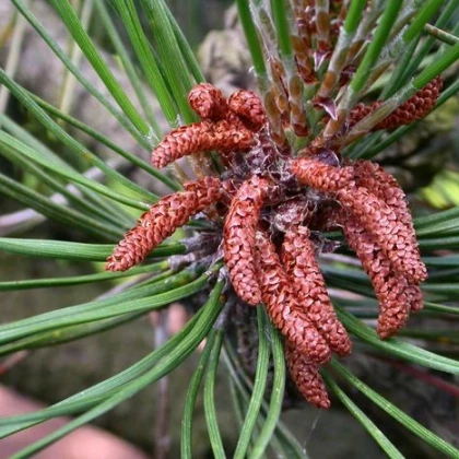 Borovice čínská - Pinus tabuliformis - prodej semen - 7 ks