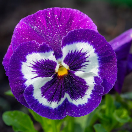 Violka Inspire fialovobílá F1 - Viola x wittrockiana - prodej semen - 20 ks