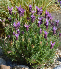 Levandule korunkatá - Lavandula stoechas - prodej semen - 20 ks