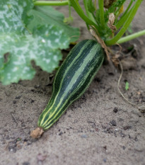 Cuketa Tapir - Cucurbita pepo - prodej semen - 12 ks