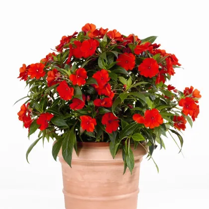 Netýkavka Beacon Bright Red F1 - Impatiens walleriana - prodej semen - 15 ks