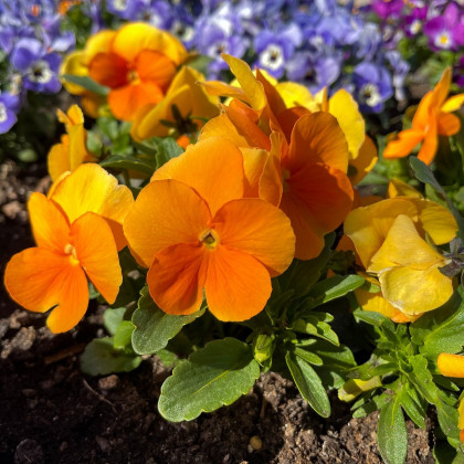Violka Inspire tmavě oranžová F1 - Viola x wittrockiana - prodej semen - 18 ks