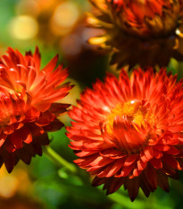 Slaměnka červená - Helichrysum bracteatum - prodej semen - 500 ks