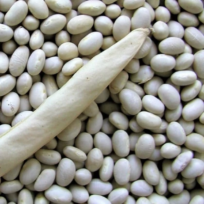 Fazol keříčkový Petronila - Phaseolus vulgaris - prodej semen - 50 ks