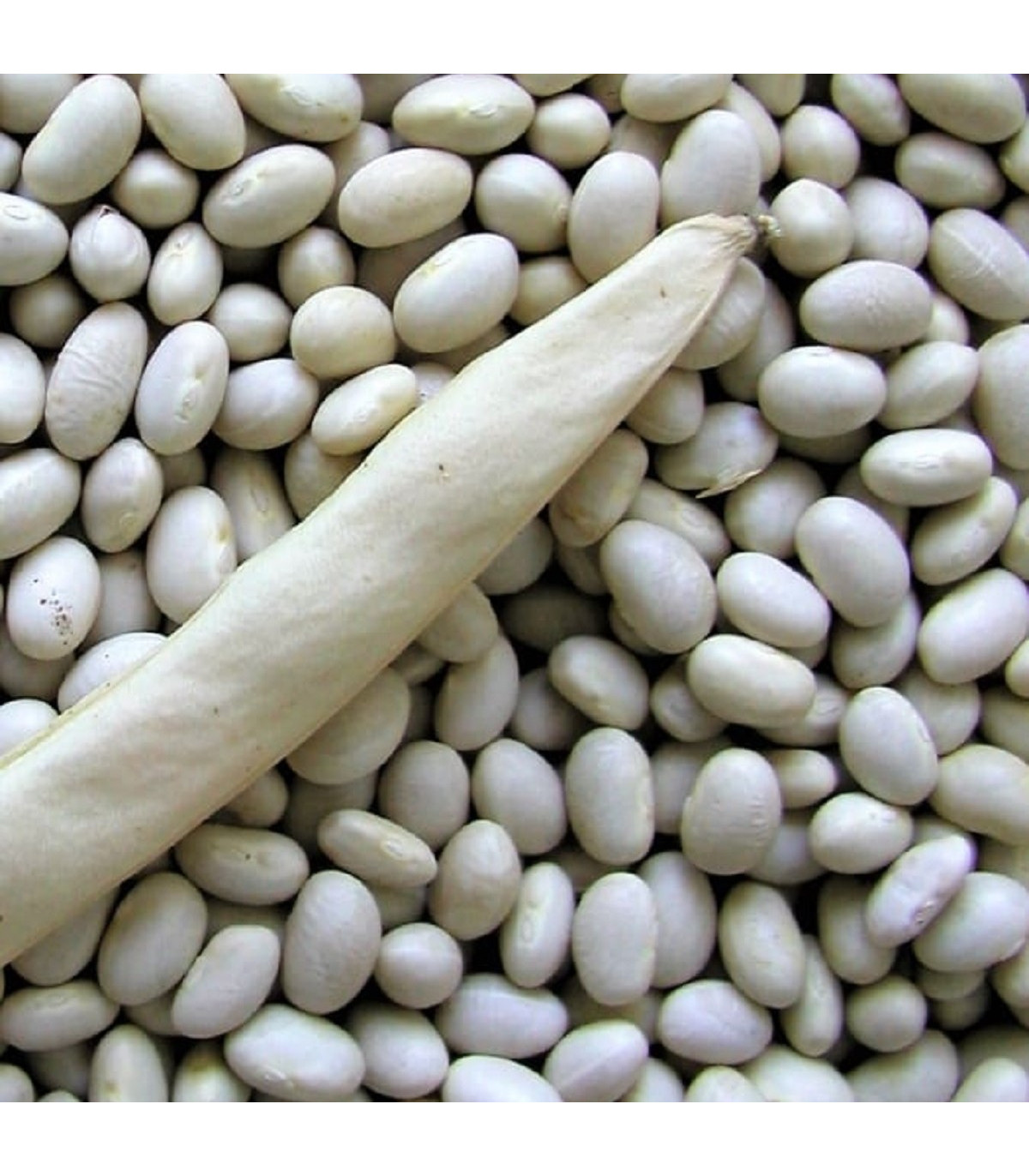 Fazol keříčkový Petronila - Phaseolus vulgaris - prodej semen - 50 ks