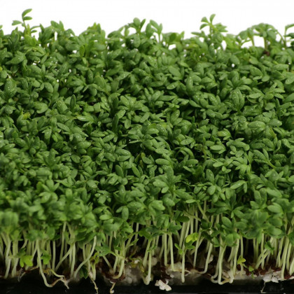 Řeřicha zahradní Mega - Lepidium sativum - prodej semen - 800 ks