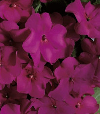 Netýkavka Accent fialová F1 - Impatiens walleriana - prodej semen - 12 ks