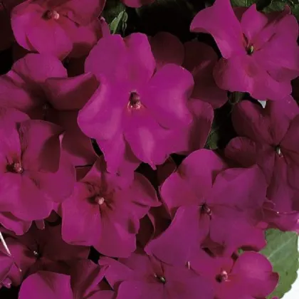 Netýkavka Accent fialová F1 - Impatiens walleriana - prodej semen - 12 ks